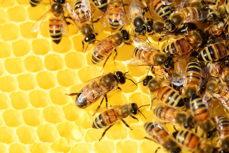 Pabrik Maklon Propolis