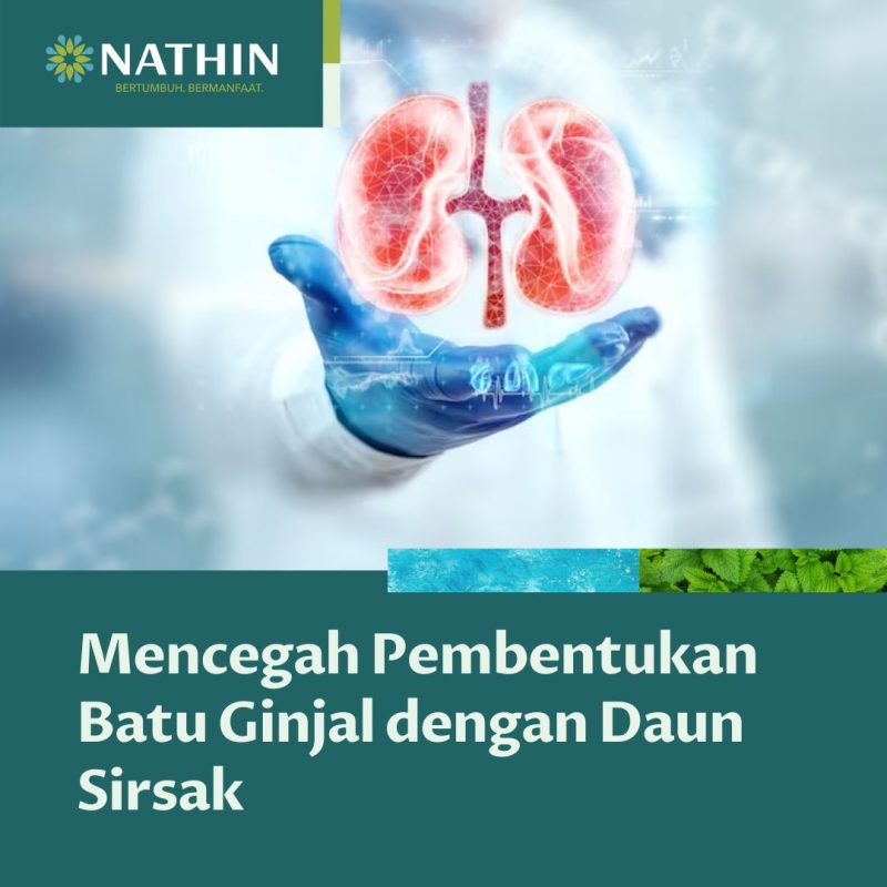 Herbal untuk kesehatan ginjal 