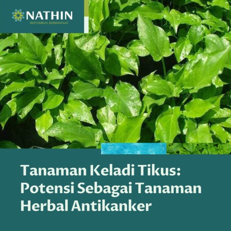 manfaat keladi tikus
