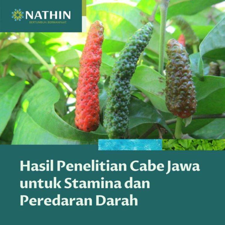 Cabe Jawa Bagi Kesehatan